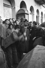 Magyarország, Budapest VII., Akácfa utca Rákóczi út felé nézve, folyik a Sztálin szobor szétdarabolása., 1956, Nagy Gyula, tömeg, forradalom, szobor, telefonfülke, jelképrombolás, Sztálin ábrázolás, Budapest, Fortepan #40134