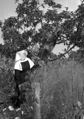 1943, Rados Tamás OSB, religion, nun, kid, sitting on a tree, Fortepan #40400