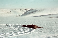 Russia, Ivanovka, (Voronyezsi terület, hoholszkiji járás), a felvétel a település déli határánál készült., 1942, Konok Tamás id, winter, snow, colorful, horse, carrion, Fortepan #42625