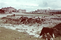 1942, Konok Tamás id, colorful, cattle, second World War, Fortepan #42636