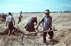 1938, Konok Tamás id, színes, földművelés, mezőgazdaság, aratás, kasza, Fortepan #42699