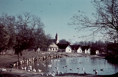 Magyarország, Gyarmat, kacsaúsztató., 1938, Konok Tamás id, falu, színes, tó, Fortepan #42725