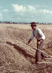 1938, Konok Tamás id, színes, földművelés, mezőgazdaság, aratás, kasza, Fortepan #42762