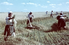 Russia, 1942, Konok Tamás id, colorful, agriculture, folk costume, agriculture, harvest, headscarf, rake, Fortepan #42782