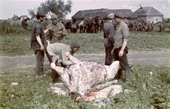 1942, Konok Tamás id, eastern front, colorful, horse, chariot, military, butcher, second World War, prisoner of war, Soviet soldier, carrion, Fortepan #42786