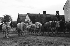 Magyarország, Perőcsény, 1939, Konok Tamás id, falu, szarvasmarha, csorda, Fortepan #42990