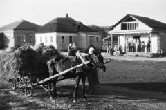 Russia, Koltunovka, 1942, Konok Tamás id, horse, chariot, hay, Fortepan #43052