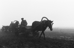 1942, Konok Tamás id, ló, szekér, Fortepan #43110