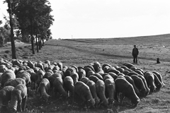 1940, Konok Tamás id, kutya, juh, pásztor, pumi, Fortepan #43742