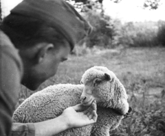 1940, Ludovika, sheep, Fortepan #43922