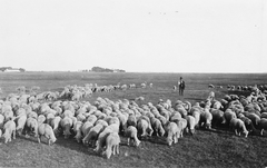 1940, Jurányi Attila, sheep, landscape, shepherd, herd, Fortepan #44846