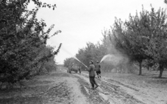 Magyarország, Zalaszentgrót, Állami Gazdaság, gyümölcsös., 1958, Mészáros Zoltán, életkép, traktor, mezőgazdaság, permetező, Fortepan #44948