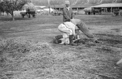 Magyarország, Zalaszentgrót, Állami Gazdaság., 1958, Mészáros Zoltán, udvar, szekér, lovaskocsi, életkép, sertés, disznóvágás, böllér, szalma, Fortepan #44949