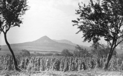 Magyarország, a Gulács és a Badacsony a Csobánc felől nézve., 1959, Mészáros Zoltán, Fortepan #45035