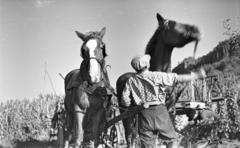 Magyarország,Balaton, Badacsony, Badacsonytomaj, szüret., 1959, Mészáros Zoltán, szekér, szüret, fogat, szőlő, férfi, Fortepan #45077