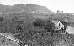 Magyarország, Somlóvásárhely, szőlőültetvények és borászatok a Somló oldalában, jobbra a távolban a Szent Margit-kápolna., 1959, Mészáros Zoltán, tájkép, szőlő, kápolna, szőlőhegy, Fortepan #45098