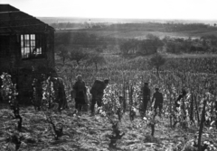 Magyarország, Somlóvásárhely, szőlőültetvény a Somló oldalában., 1959, Mészáros Zoltán, szüret, tájkép, szőlő, Fortepan #45111