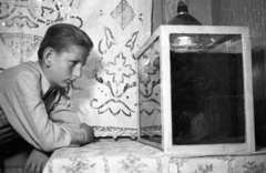 1955, Krasznai Gyula, portrait, kid, aquarium, handcraft, Fortepan #45734