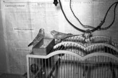 Hungary, 1955, Krasznai Gyula, bird cage, parrot, newspaper, light switch, Népszabadság newspaper, Fortepan #45802