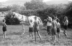 Magyarország, Szentendre, Annavölgy., 1957, Lencse Zoltán, gyermek, ló, lószerszám, rendsodró, Fortepan #46107