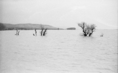 Magyarország, Bodrogkeresztúr, a megáradt Bodrog 1964. április 8., 1964, Mészáros Zoltán, árvíz, Fortepan #46519