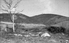 Magyarország, Tokaj, szemben a Kopasz-hegy és a TV adótorony., 1965, Mészáros Zoltán, szőlőhegy, Fortepan #46521