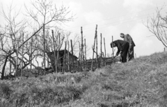 Magyarország, Kőszeg, szőlőhegy., 1968, Mészáros Zoltán, szőlőtőke, Fortepan #46694