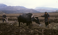 Románia,Erdély, Bedellő, 1988, Urbán Tamás, színes, földművelés, mezőgazdaság, férfi, munka, nő, talajművelés, bivaly, eketaliga, Fortepan #46970