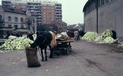 Románia,Erdély, Nagyvárad, Szarvas sor (Strada Mihail Kogălniceanu) a Vámház utca (Strada Sucevei) felől nézve, jobbra a Kapisztrán János téren (Piaţa Cetăţii) a piac., 1989, Urbán Tamás, színes, ló, piac, bérház, lovaskocsi, fa, asztal, káposzta, lószerszám, abrakostarisznya, palacsintázó, Fortepan #46974