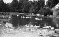 1953, Nagy Gyula, tó, baromfi, liba, Fortepan #51837