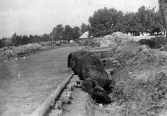 1916, Komlós Péter, First World War, horse, sadness, carrion, Fortepan #52279