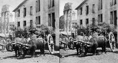 Olaszország, Róma, Forum Romanum, Castor és Pollux templomának három oszlopa, mögötte Antoninus és Faustina temploma., 1900, Fortepan, fogat, antik kultúra, bivaly, oszlop, sztereófotó, Fortepan #53460