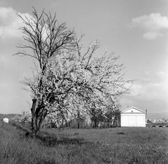 Szlovákia, Poltár, Ipolyszele (ekkor önálló, ma a város része), kápolna a Török hídnál., 1959, Zsanda Zsolt, Vajszada Károly, Csehszlovákia, tavasz, kápolna, rügyfakadás, Fortepan #53732