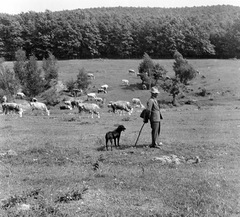 1959, Zsanda Zsolt, Vajszada Károly, dog, cattle, shepherd, shepherd dog, Fortepan #53750