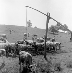 1959, Zsanda Zsolt, Vajszada Károly, cattle, shadoof, Fortepan #53752