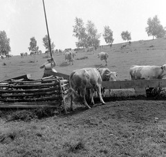 1959, Zsanda Zsolt, Vajszada Károly, cattle, water trough, shadoof, Fortepan #53753