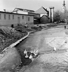 Szlovákia, Poltár, Poltarica-patak, háttérben az evangélikus templom., 1959, Zsanda Zsolt, Vajszada Károly, Csehszlovákia, tél, kacsa, jég, Fortepan #53847