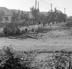 Szlovákia, Poltár, az ulica Kanadská eleje az ulica Obrancov mieru felől nézve., 1960, Zsanda Zsolt, Vajszada Károly, Csehszlovákia, kecske, Fortepan #53991