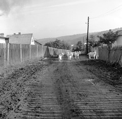 Szlovákia, Poltár, 1960, Zsanda Zsolt, Vajszada Károly, Csehszlovákia, utcakép, földút, kecske, léckerítés, Fortepan #54003