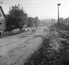 Szlovákia, Poltár, ulica 9. mája., 1960, Zsanda Zsolt, Vajszada Károly, Csehszlovákia, kecske, Fortepan #54004