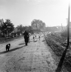 Szlovákia, Poltár, ulica 9. mája szemben a Poltarica-patak hídja., 1960, Zsanda Zsolt, Vajszada Károly, Csehszlovákia, kutya, kecske, Fortepan #54006