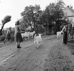 Szlovákia, Poltár, ulica Obrancov mieru, híd a Poltarica-patak felett., 1960, Zsanda Zsolt, Vajszada Károly, Csehszlovákia, kecske, Fortepan #54014