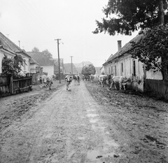 Szlovákia, Poltár, az ulica Obrancov mieru a námestie 1. mája felől nézve, 1960, Zsanda Zsolt, Vajszada Károly, Csehszlovákia, szarvasmarha, Fortepan #54016