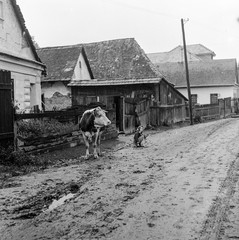 Szlovákia, Poltár, az ulica Obrancov mieru a námestie 1. mája felől nézve, 1960, Zsanda Zsolt, Vajszada Károly, Csehszlovákia, szarvasmarha, Fortepan #54022