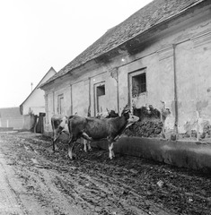 Szlovákia, Poltár, az ulica Obrancov mieru a námestie 1. mája felől nézve, 1960, Zsanda Zsolt, Vajszada Károly, Csehszlovákia, szarvasmarha, Fortepan #54023