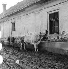 Szlovákia, Poltár, az ulica Obrancov mieru a námestie 1. mája felől nézve, 1960, Zsanda Zsolt, Vajszada Károly, Csehszlovákia, szarvasmarha, Fortepan #54024