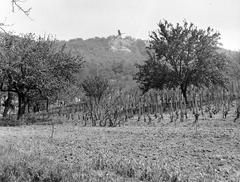 Magyarország, Tatabánya, szemben Kő-hegyen a Turul-emlékmű (Donáth Gyula, 1907.)., 1958, Gyöngyi, szőlő, Turul-szobor, gyümölcsös, Fortepan #5443