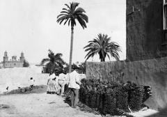 Spain,Canary Islands, Las Palmas de la Gran Canaria, a háttérben a Szent Anna-katedrális., 1935, Balassa Péter, palm tree, banana, Fortepan #56651