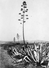 Portugal, Funchal, 1935, Balassa Péter, picture, agave, Fortepan #56655