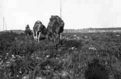 Marokkó, Essaouira, (ekkor Mogador)., 1936, Balassa Péter, mező, teve, teherhordás, Fortepan #56667